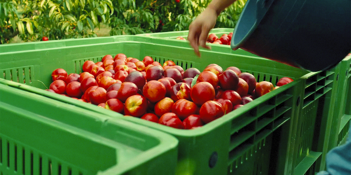 Certificazione Igp per pesche e nettarine dei soci Agribologna: Fabbri, Zavoli e Rabiti 